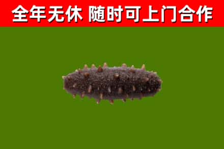 榕城回收海参干